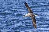 Salvin's Albatross